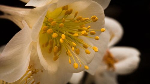 Close-up of white flower