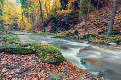 View of stream amidst trees in forest during autumn