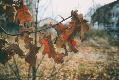 Close-up of dry leaves on branch