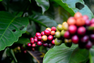 Close-up of cherries growing on plant