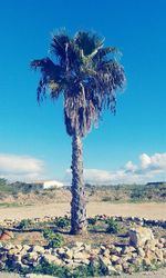 Trees on field against blue sky