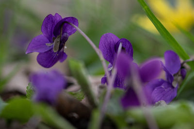 Close-up of purple crocus flowers on field