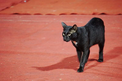 Black cat on floor