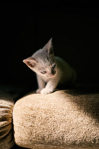Close-up of cat against black background