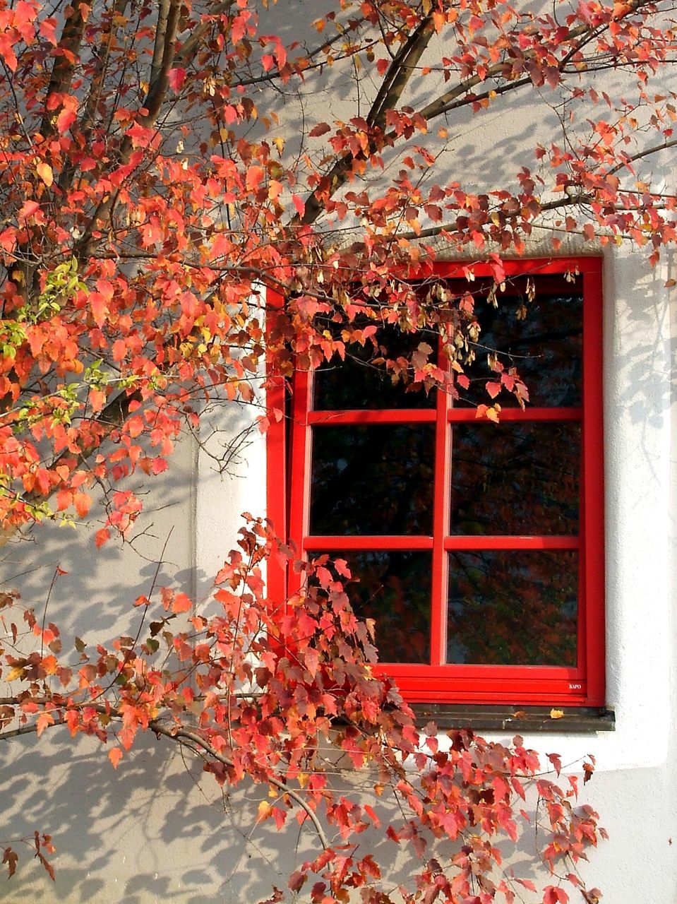 LOW ANGLE VIEW OF FLOWERING TREE GROWING IN FRONT OF RED AUTUMN LEAVES