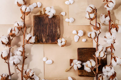 High angle view of shells on table