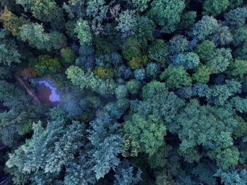 Full frame shot of plants