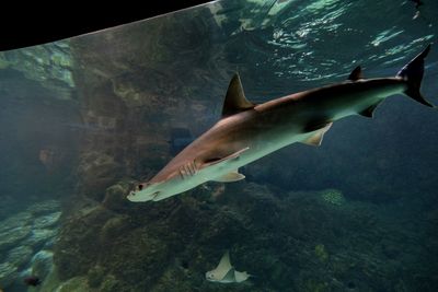 Close-up of fish swimming in aquarium