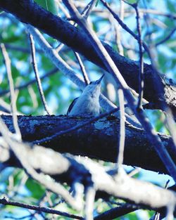 Close-up of bird perching on branch