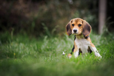 Portrait of dog on field