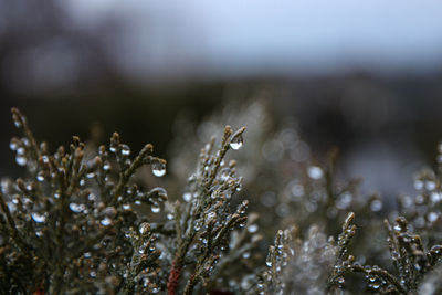 Close-up of wet plants during winter