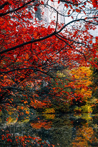 Reflection of trees on water during autumn