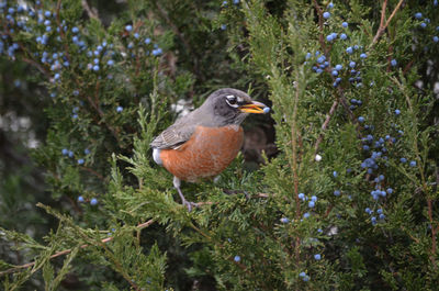 Close-up of bird perching on plant