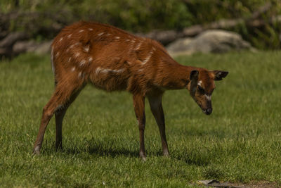 Deer grazing on field