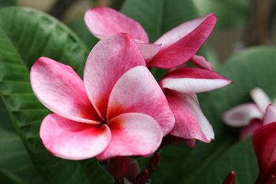 Pink plumeria are now in full bloom, close-up of pink plumeria 