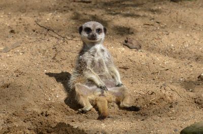 meerkat