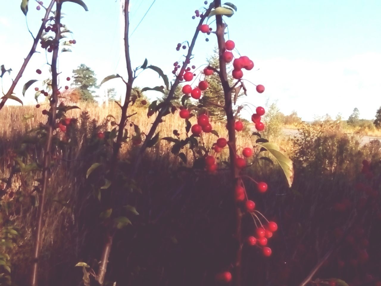 CLOSE-UP OF RED FLOWERS AGAINST SKY