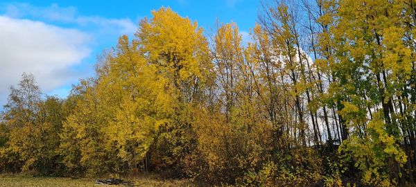Yellow autumn trees in forest against sky