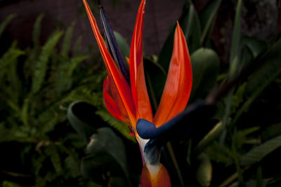 Close-up of red flower blooming outdoors