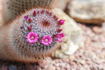 Close-up of pink flower