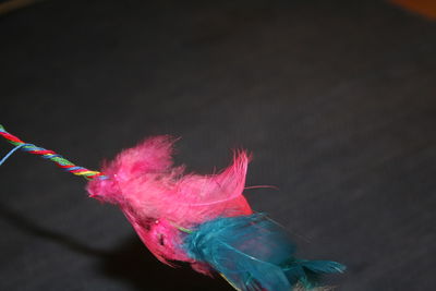 High angle view of multi colored feathers