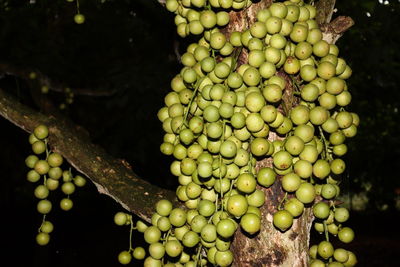 Close-up of grapes growing on tree