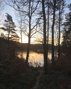 Silhouette trees by lake in forest against sky at sunset