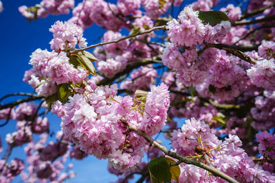 Close-up of cherry blossom tree