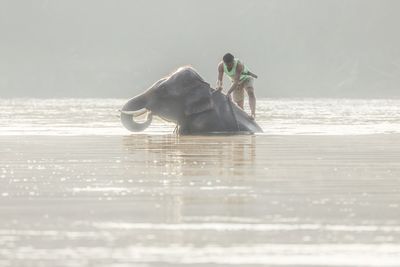 Full length of man standing on elephant in river