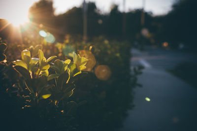 Close-up of yellow flowering plant