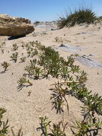 Plants growing on sand at beach against clear sky