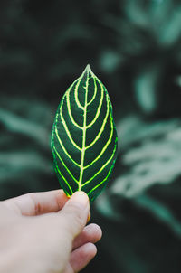 Close-up of hand holding leaf