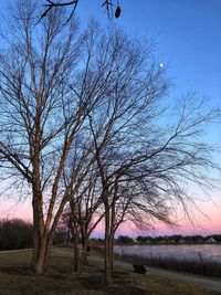 Bare trees on landscape against sky
