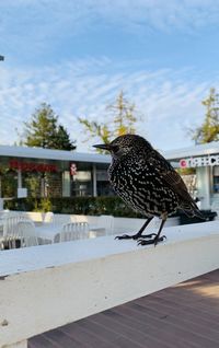 Bird perching on retaining wall against sky