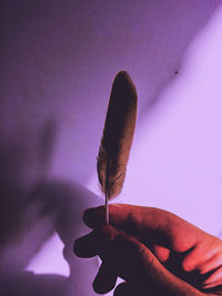Close-up of hand holding feather against wall