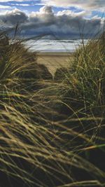Close-up of grass on beach against sky