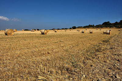 Hay bales on summer arable field