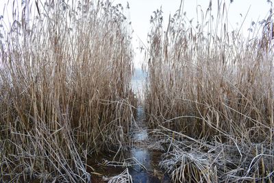 Close-up of grass by lake against sky