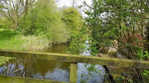 View of trees in pond