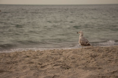 Bird on beach against sky