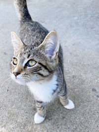 High angle portrait of tabby cat in city