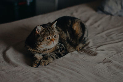 Portrait of cat lying on bed at home