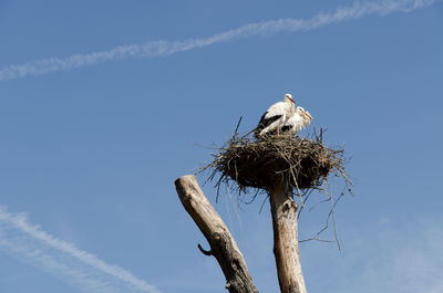 Low angle view of bird perching on tree against sky