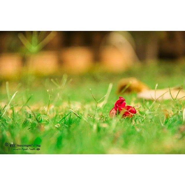 transfer print, grass, auto post production filter, field, grassy, growth, selective focus, green color, nature, plant, close-up, red, focus on foreground, beauty in nature, freshness, day, fragility, outdoors, no people, meadow