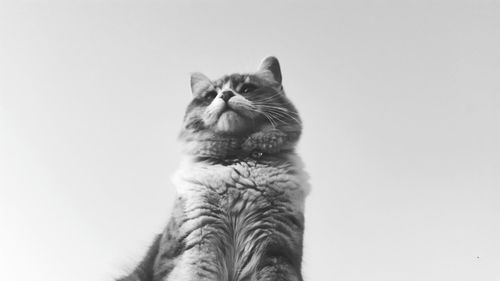 Close-up portrait of a cat against white background