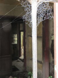 Close-up of spider web on building