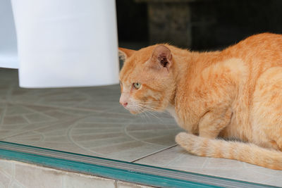 Close-up of a cat looking away