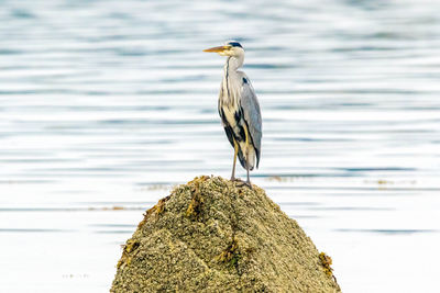 Bird perching on rock