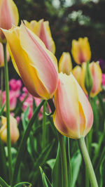Close-up of yellow tulip