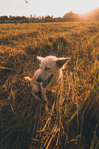 Dog lying on land